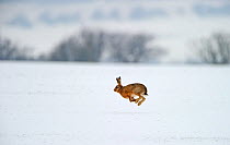 European hare (Lepus europaeus) running over snow covered arable field, Norfolk, England, UK, February