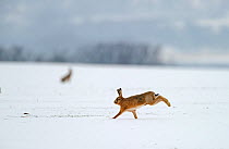 European hare (Lepus europaeus) running on snow covered arable field, Norfolk, England, UK, February