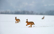 European hares (Lepus europaeus) running on snow covered arable field, Norfolk, England, UK, February. Did you know? Hares are the fastest land animals in the UK, running at up to 35 mile per hour!