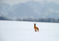 European hare (Lepus europaeus) on snow covered arable field, Norfolk, England, UK, February