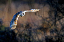 Barn owl (Tyto alba) in flight, Norfolk, England, UK, February. Did you know? Barn owls are the most widely distributed species of owl.