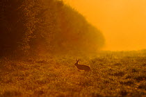 European hare (Lepus europaeus) running across game cover on edge of large arable field at dawn, Norfolk, England, UK, April