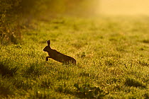 European hare (Lepus europaeus) running across game cover on edge of large arable field, Norfolk, England, UK, April. Did you know? Although the courtship behaviour of boxing has led to the name 'Mad...