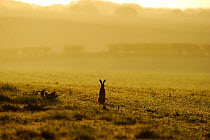 European hare (Lepus europaeus) alert on edge of arable field at dawn, Norfolk, England, UK, April