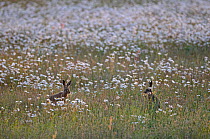 European hares (Lepus europaeus) in field of Ox-eye daisies (Leucanthemum vulgare) Norfolk, England, UK, June