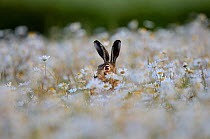 European hare (Lepus europaeus) in field of Ox-eye daisies (Leucanthemum vulgare), Norfolk, England, UK, June