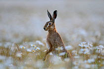 European hare (Lepus europaeus) standing up in field of Ox-eye daisies (Leucanthemum vulgare), Norfolk, England, UK, June