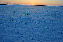 European hare (Lepus europaeus) footprints in snow crossing an arable field, Norfolk, England, UK, February