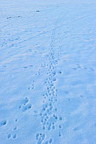 European hare (Lepus europaeus) footprints in snow crossing an arable field, Norfolk, England, UK, February
