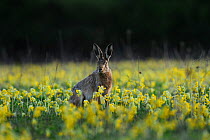 European hare (Lepus europaeus) in set aside field seeded with Cowslips (Primula veris), Norfolk, England, UK, April