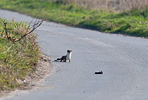 Stoat (Mustela erminea) approaching a young dead rat on road, The Fens, Cambridgeshire, UK,