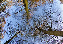 Looking up through the canopy of woodland trees,  Alder Carr, Woodwalton Fen, Cambridgeshire, UK, November
