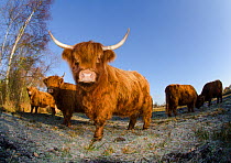 Herd of Highland cattle put on fenland to graze the marsh, Woodwalton Fen, Cambridgeshire, UK, June
