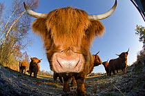 Highland cattle put on fenland to graze the marsh, Woodwalton Fen, Cambridgeshire, UK, June