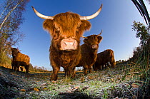 Herd of Highland cattle put on fenland to graze the marsh, Woodwalton Fen, Cambridgeshire, UK, June