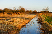 Cut reeds and cleared dyke in Woodwalton Fen, Cambridgeshire Fens, UK, December 2011