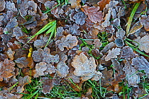 Fallen oak leaves (Quercus sp) covered in frost, Woodwalton Fen, Cambridgeshire, December