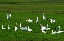 Flock of Whooper swans (Cygnus cygnus) grazing on winter wheat, Cambridgeshire Fens, UK, December