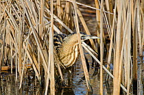 Bittern (Botaurus stellaris) camouflaged amongst reeds in winter, Slimbridge WWT, Gloucestershire, UK, February. Did you know? The call of a bittern can carry for more than a kilometre.