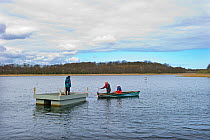 Placing a tern raft to encourage nesting Common Terns (Sterna hirundo) on Ormesby Broad, part of Trinity Broads complex in Norfolk Broads, UK, April 2012