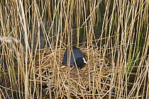 Coot (Fulica atra) on nest with eggs and chick in reeds, Filby Broad in Trinity Broads, Norfolk Broads, UK, April