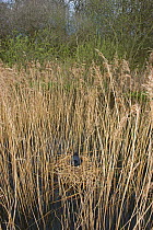Coot (Fulica atra) on nest with eggs and chick in reeds, Filby Broad in Trinity Broads, Norfolk Broads, UK, April