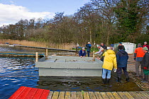 Volunteers launching a tern raft to attract nesting Common Terns (Sterna hirundo) on Filby Broad, Trinity Broads, Norfolk Broads, UK, April 2012, sequence 3/7
