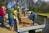 Volunteers preparing a tern raft to attract nesting  Common Terns (Sterna hirundo) on Filby Broad, Trinity Broads, Norfolk Broads, UK, April 2012, sequence 5/7