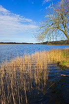 View across Ormesby Little Broad in Trinity Broads complex, Norfolk Broads, UK, April 2012