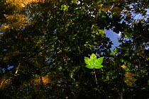 Sycamore leaves floating in Filby Broad with trees reflected in water, Trinity Broads, Norfolk Broads, UK, October, Trinity Broads, Norfolk Broads, UK, October