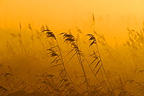 Phragmites reeds (Phragmites australis) at dawn in late autumn sun,  Woodwalton Fen,  Cambridgeshire, UK, October. Did you know? Woodwalton Fen is an example of ancient fen, most of which disappeared...