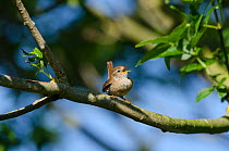Wren (Troglodytes troglodytes) perched, singing, Cambridgeshire Fens, UK