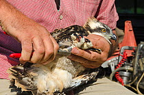 Tim Appleton, Site Manager at Rutland Water, ringing a soon to fledge Osprey (Pandion haliaetus) chick from nest close to Rutland Water. UK, June.
