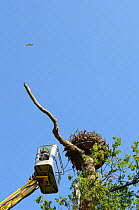 Using a cherry picker to extract young Osprey (Pandion haliaetus) chick from nest to ring and take DNA sample. An adult is flying overhead. Rutland Water, UK, June.