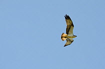 Osprey (Pandion haliaetus) in flight. Rutland Water, UK, July.