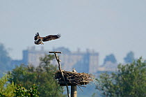 Osprey (Pandion haliaetus) adult landing at nest with chick in Manton Bay. Rutland Water, UK, July. Burley House in background