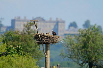 Ospreys (Pandion haliaetus) nesting in Manton Bay. Rutland Water, UK, July. Burley House in background