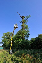 Using a cherry picker to extract young Osprey (Pandion haliaetus) chick from nest to ring and take DNA sample. Rutland Water, UK, June.