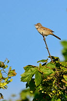 Whitethroat (Sylvia communis) in song. Rutland Water, May.