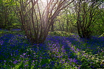 Bluebells (Hyacinthoides non-scripta) in coppice woodland, Hambleton Woods. Rutland Water, April.