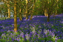 Bluebells (Hyacinthoides non-scripta) in Hambleton Woods. Rutland Water, April.