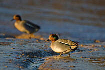 Teal (Anas crecca) two males on tidal creek. Norfolk, January.