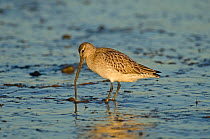 Bar-tailed Godwit (Limosa lapponica) foraging for tidal-flat worm. Norfolk, January. Sequence 2 of 2.