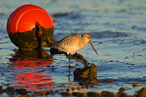 Bar-tailed Godwit (Limosa lapponica) foraging on tidal flats. Norfolk, January.