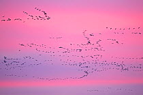 Pink-footed Geese (Anser brachyrhynchus) in flight at dusk. The Wash. Norfolk, January.