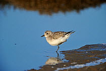 Grey Plover (Pluvialis squatarola) by water. Norfolk, January.