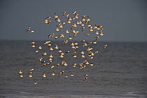 Sanderling (Calidris alba) flock over the Wash. Norfolk, January.