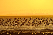 Bar-tailed Godwits (Limosa lapponica) arriving at a roost on the Wash. Snettisham RSPB Reserve, Norfolk, January.