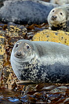 Grey Seal (Halichoerus grypus) hauled out portrait on kelp. Farne Islands, Northumberland, July.