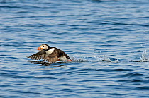Puffin (Fratercula arctica) taking off from water. Farne Islands, Northumberland, July.